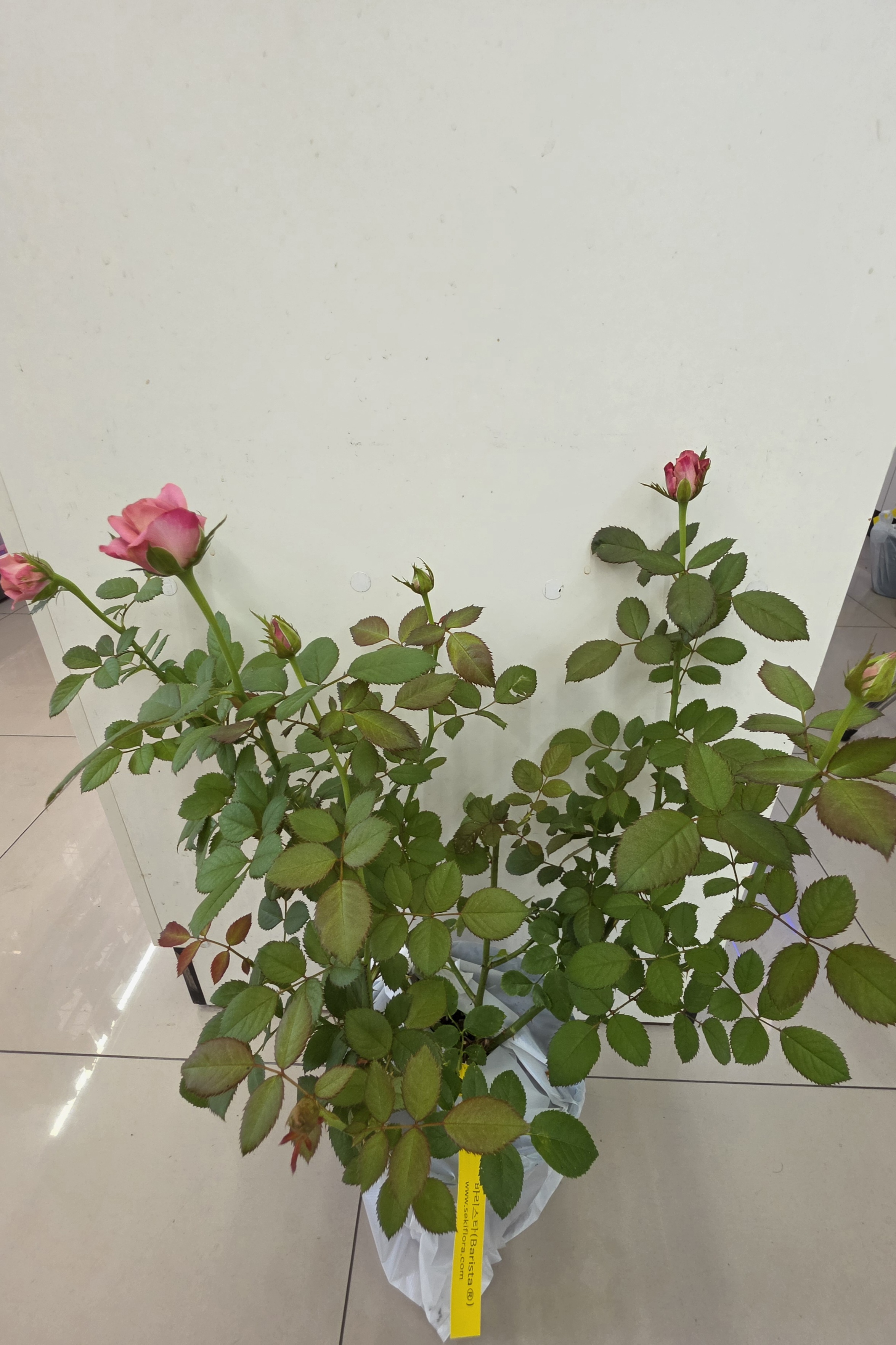 6b0019ec192ab.jpg