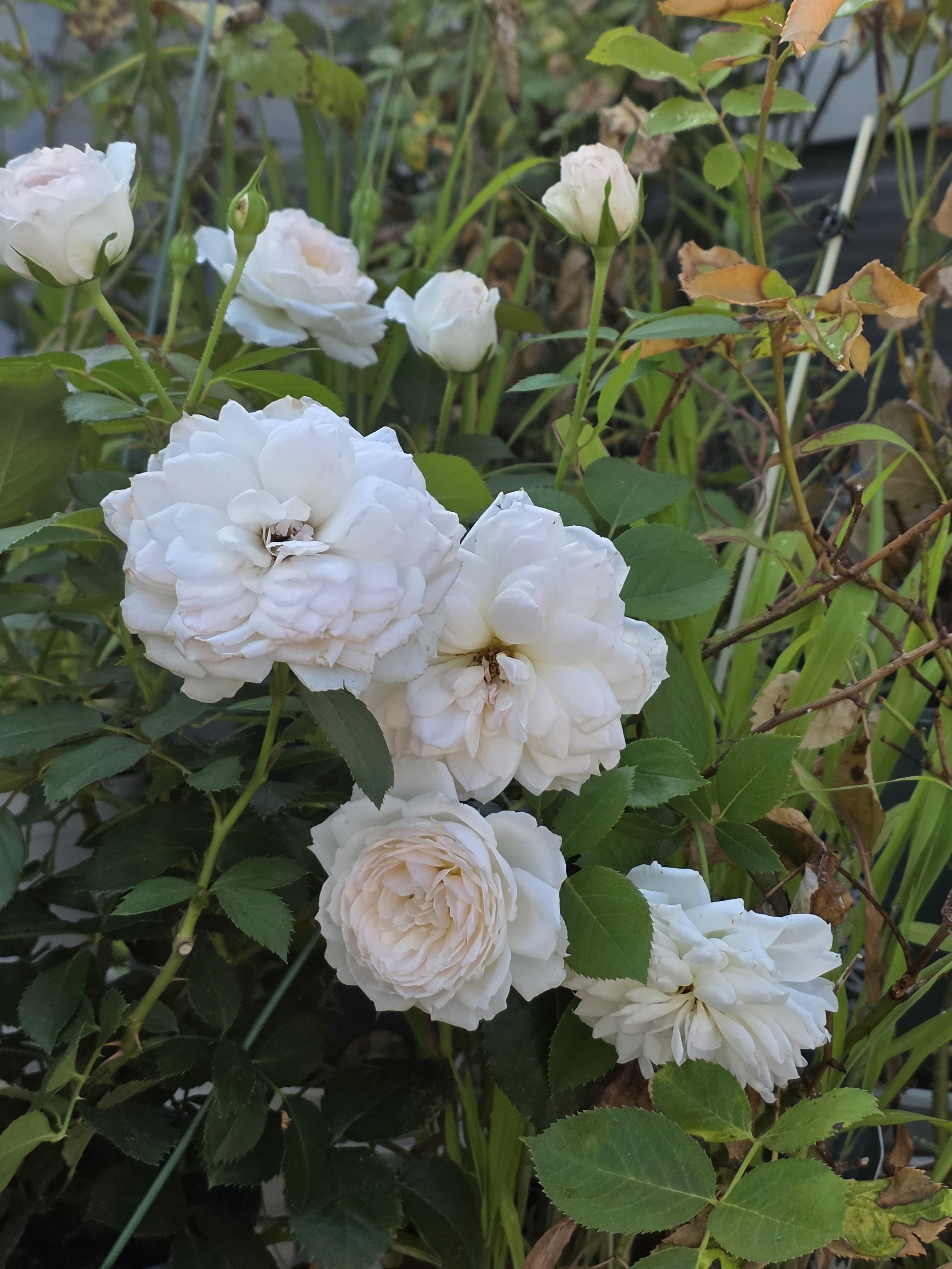 6c67a1215d6cb.jpg