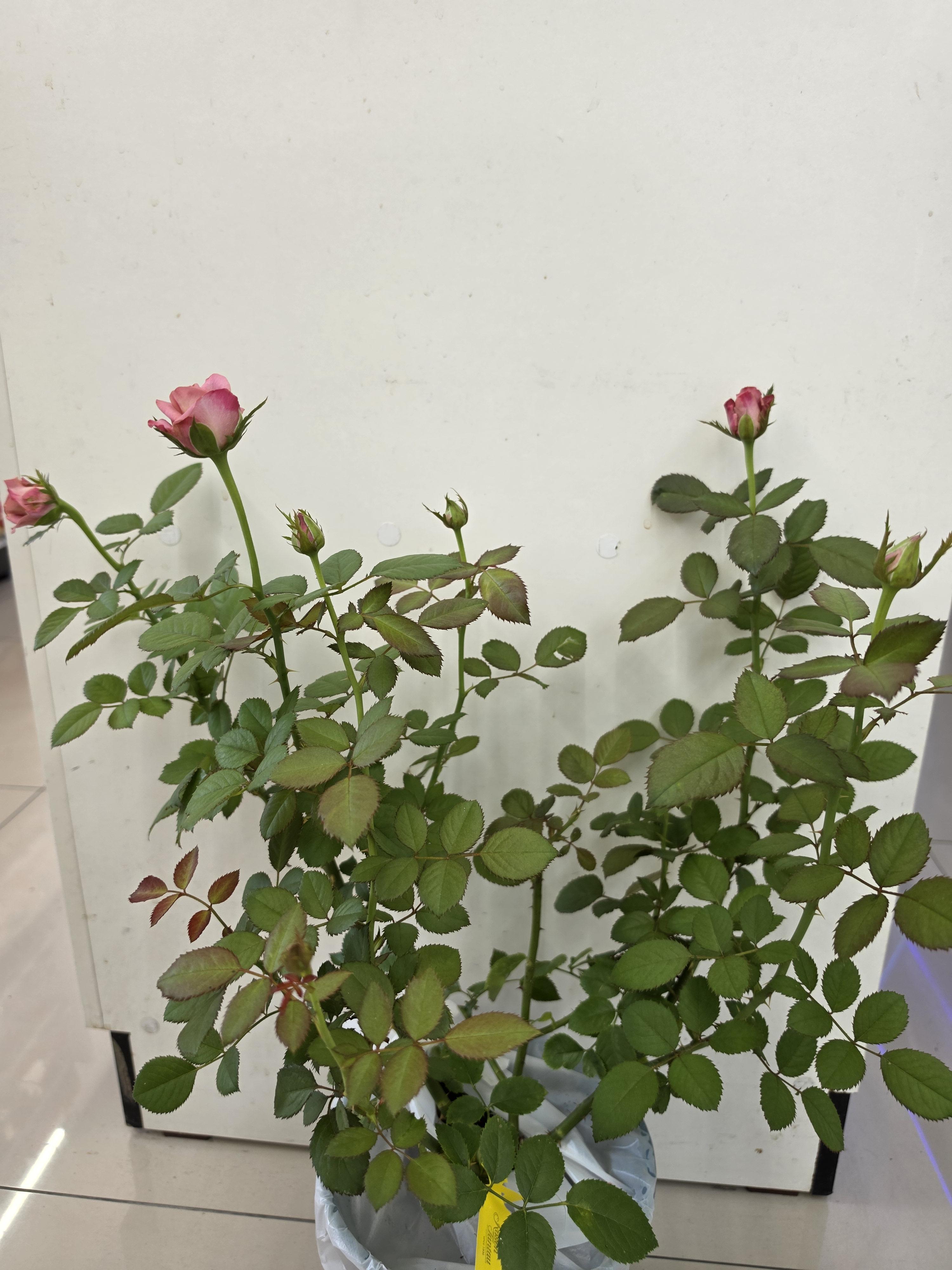 9817a8040cbc7.jpg