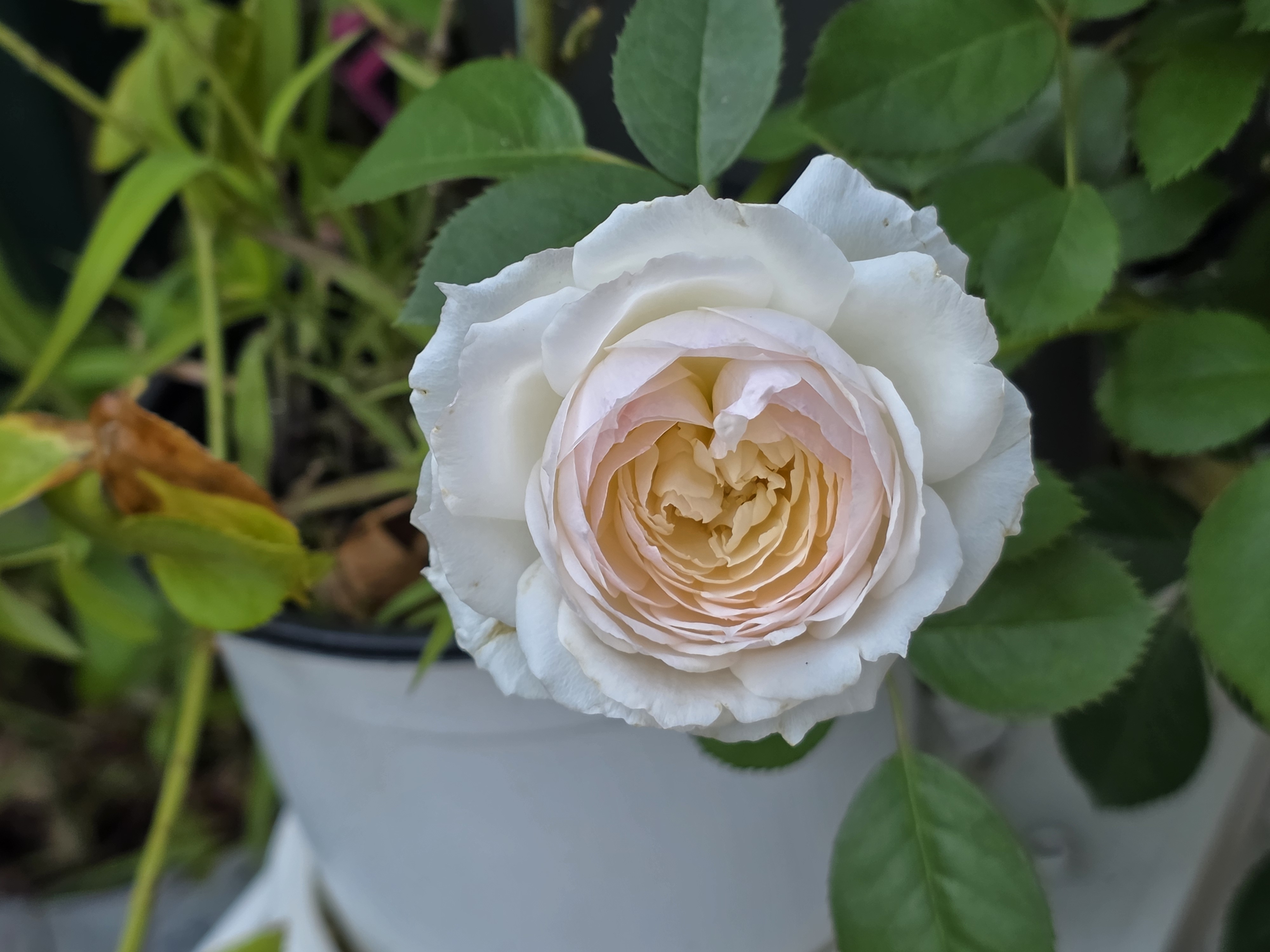f88de214353fe.jpg