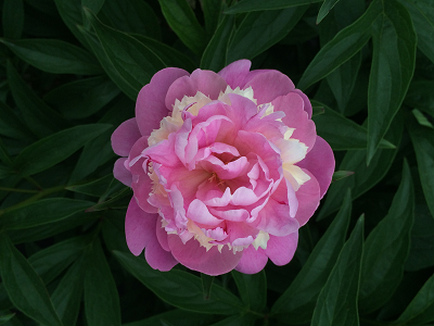 fd2a002d788ec.png