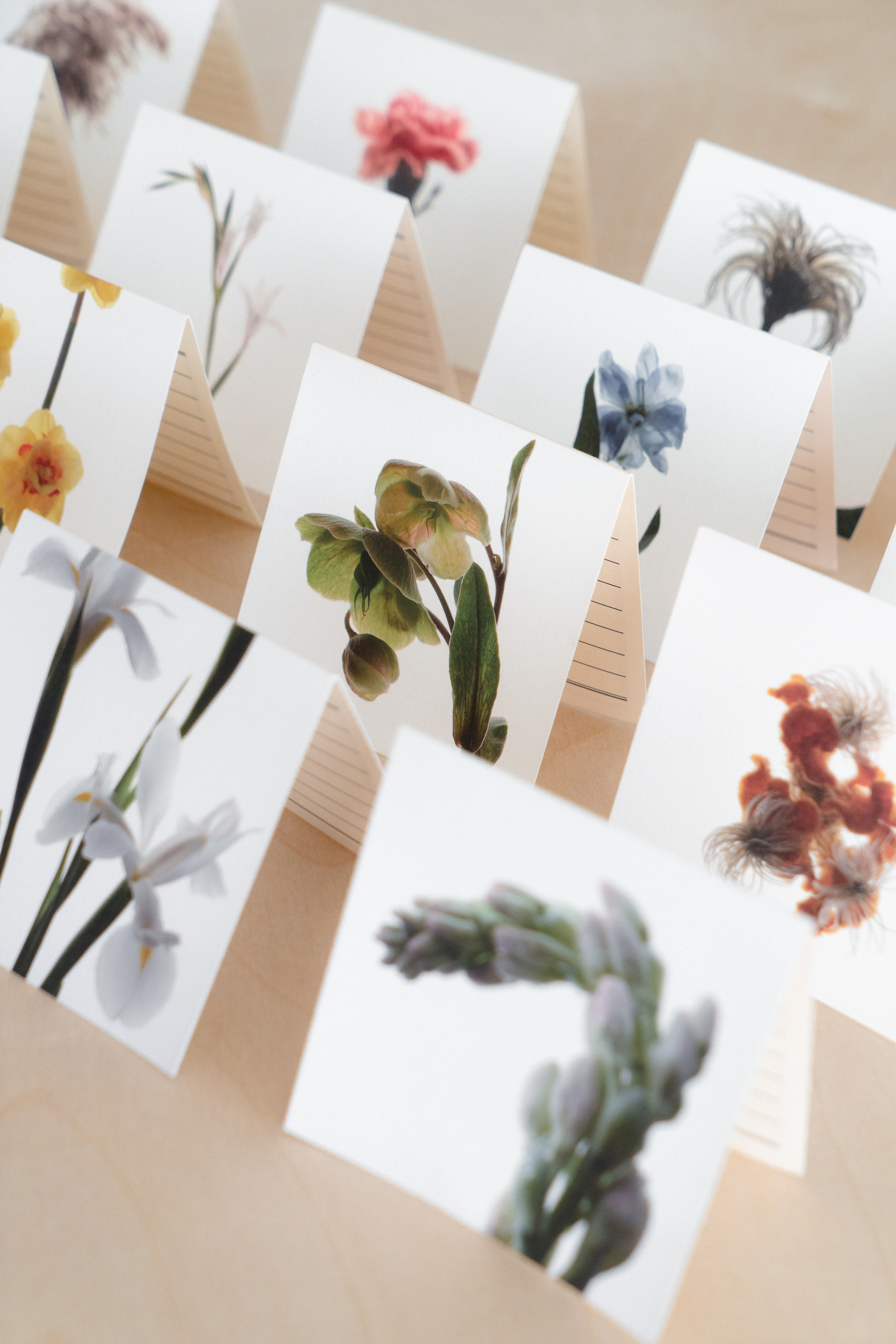 Flower Card 16 Full Set 플라워 카드 16 세트