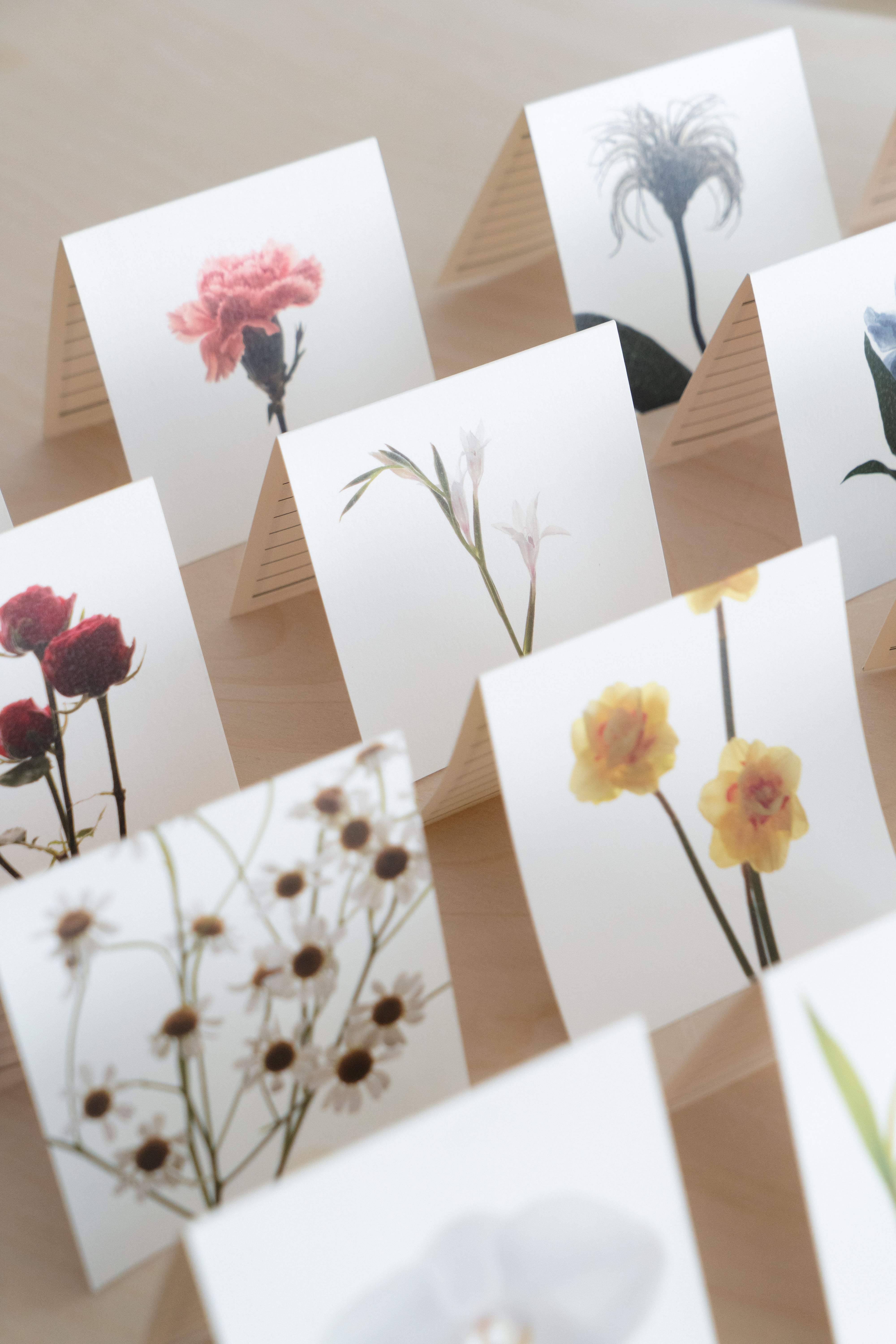 Flower Card 16 Full Set 플라워 카드 16 세트