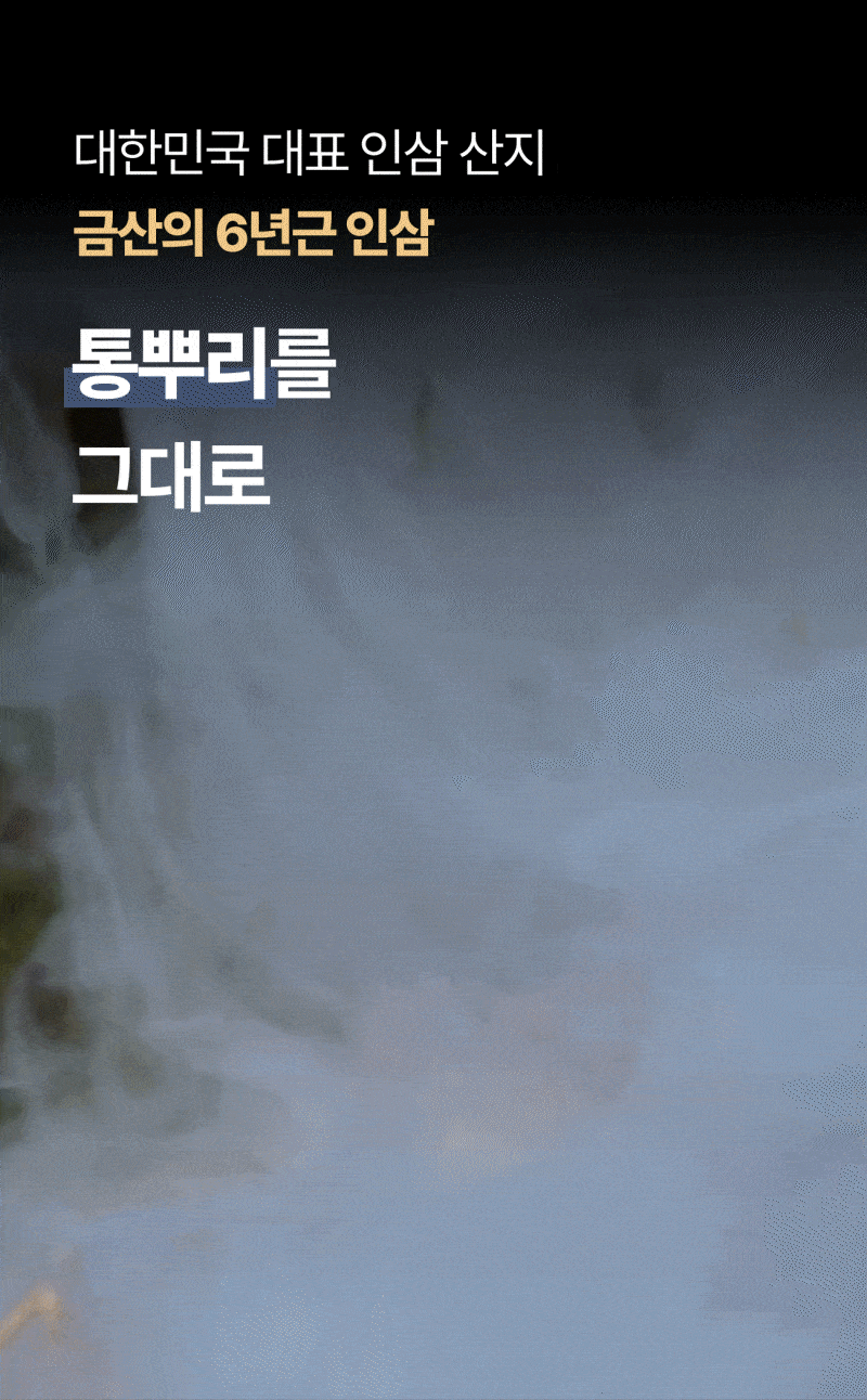 인삼한뿌리 스틱