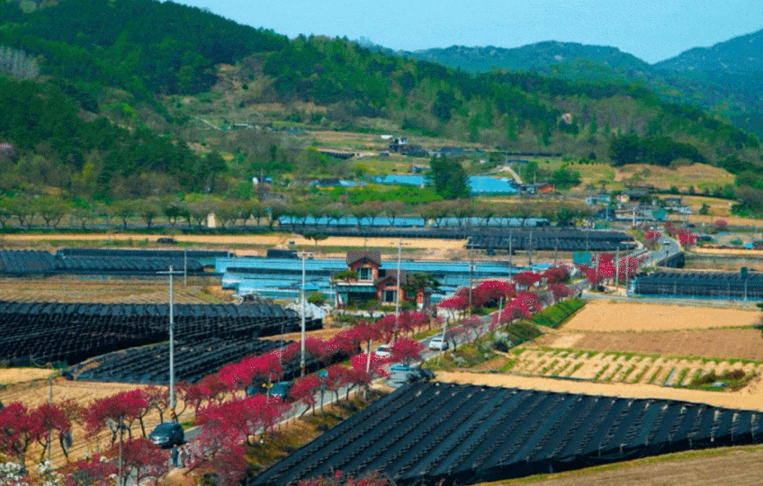 인삼한뿌리 스틱