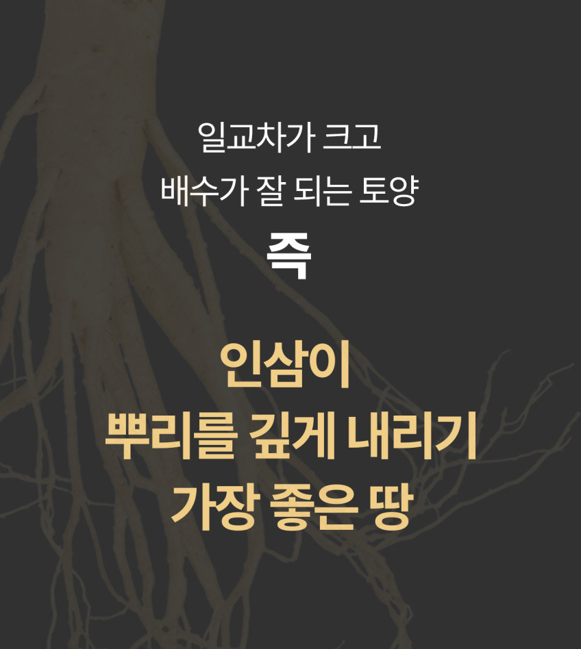인삼한뿌리 스틱