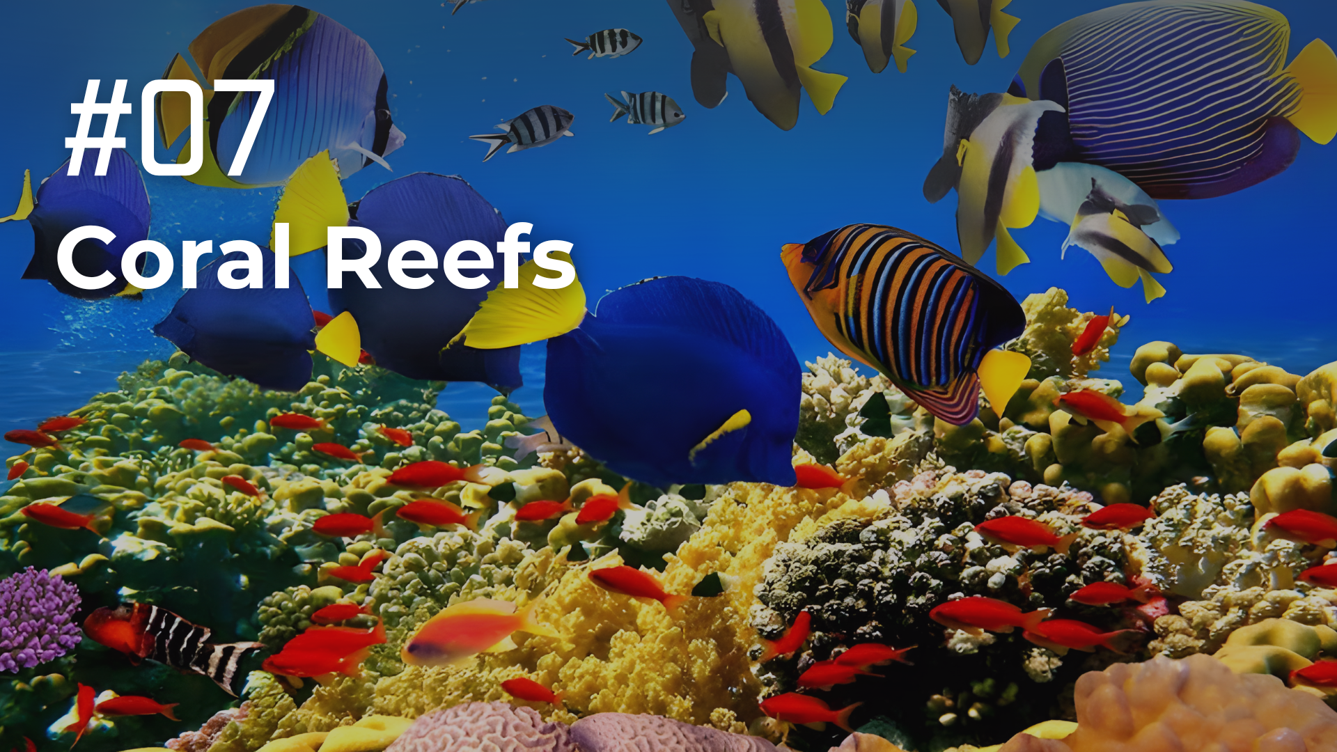 Coral Reefs
