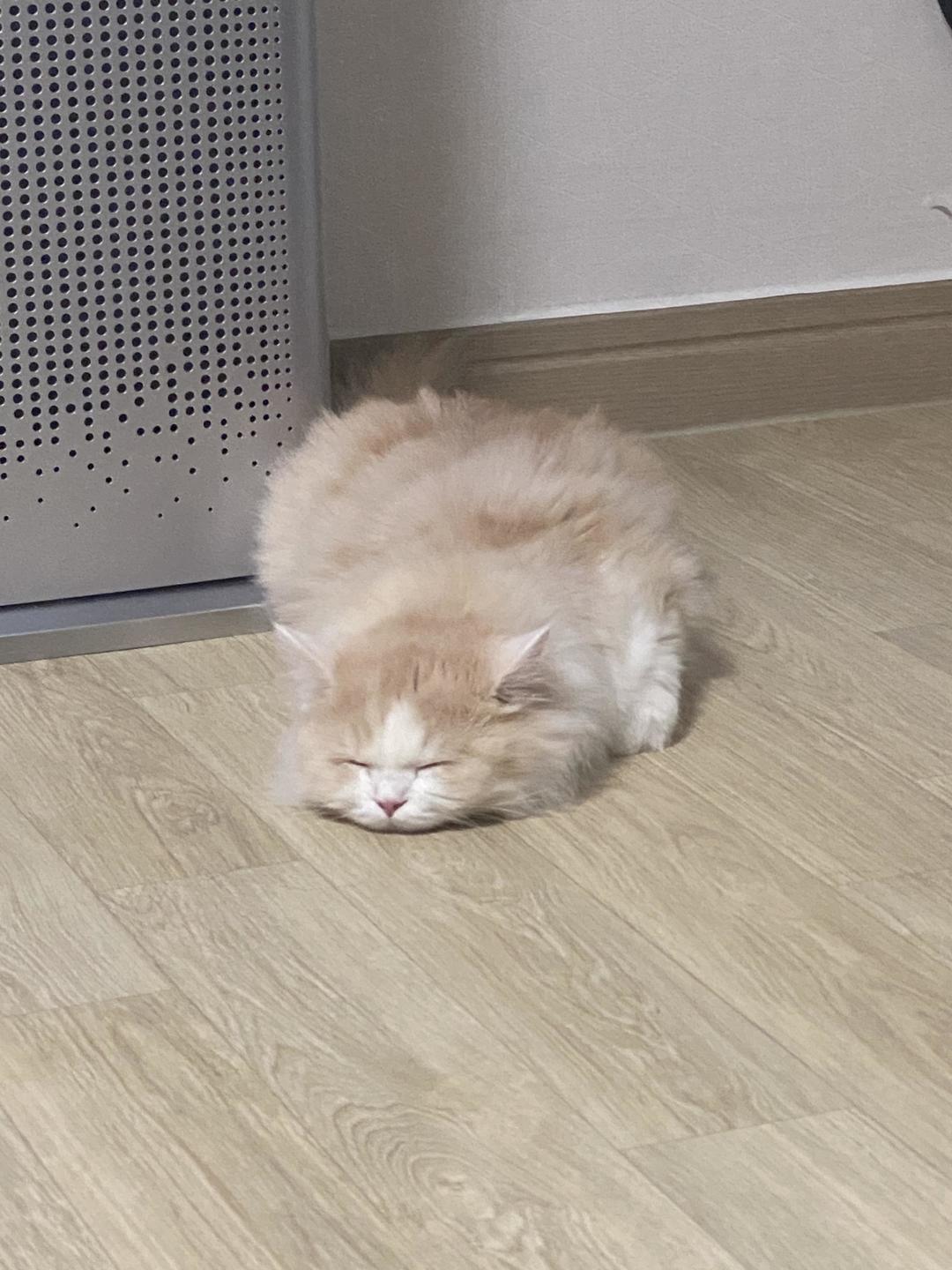 04819934cf338.jpeg