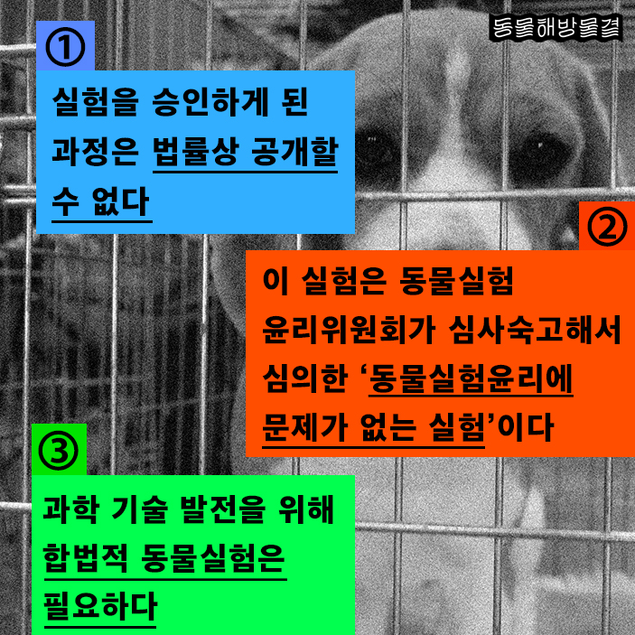 충북대, 멀쩡한 개들의 눈을 뽑고 인공눈 심다! : 동물해방물결