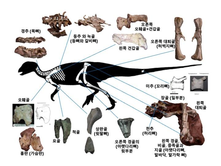 ‘보성 조각류 공룡(코리아노사우루스 보성엔시스) 골격화석’ 골격도. 국가유산청 제공