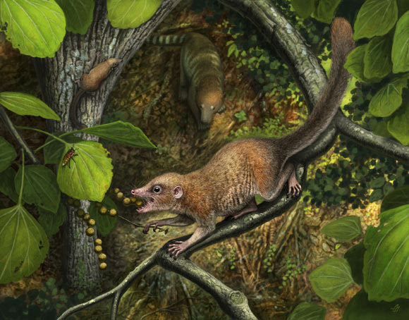 가장 오래된 영장류인 푸르가토리우스 맥키베리(Purgatorius mckeeveri)의 상상도. Andrey Atuchin