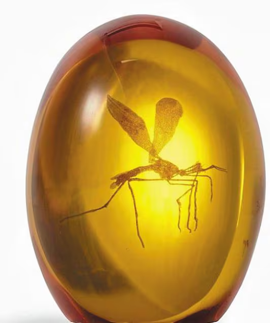 호박 속에서 죽은 모기를 상상해 만든 모형도. /유니버설