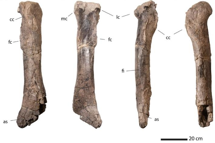 초기 거대 티라노사우루스류 공룡의 것으로 추정되는 정강이뼈 ⓒScientific Reports, Nicholas R. Longrich et al. 제공