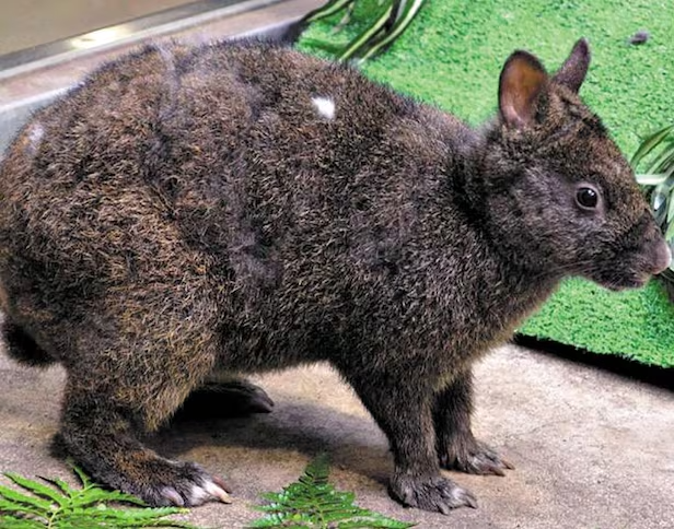 아마미 검은 토끼./히라카와 동물원 홈페이지