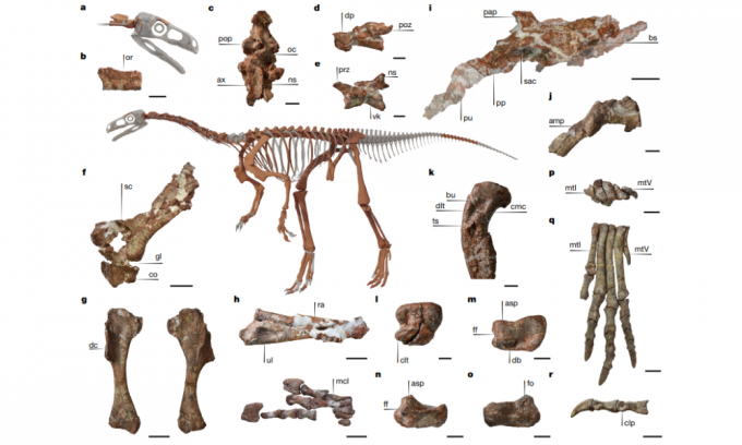 아르헨티나 라리오하 주 산토도밍고 지층에서 발견된 후아이라쿠르서 야구엔시스의 골격이다. 중앙의 공룡 전신은 실제 화석을 기반으로 3D로 복원한 이미지이며 주변에는 함께 발견된 두개골과 목뼈, 팔다리 등 주요 뼈 화석이 배치돼 있다. E. Martín Hechenleitner, et al. Nature 제공