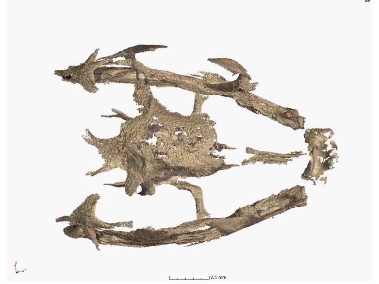 배아 두개골 3D 복원 영상 캡처