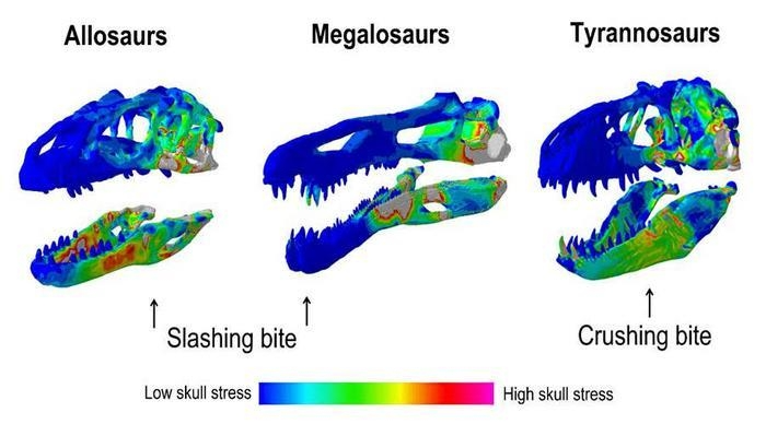 거대 육식공룡이 물 때 두개골에 가해지는 힘 비교 Dinosaur bite illustrations. ⓒRowe and Rayfield, Current Biology 제공