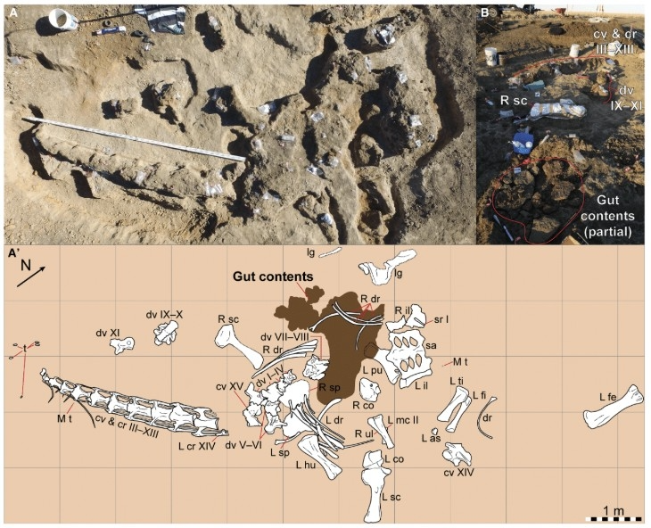 디아만티나사우루스의 골격과 장 내용물 화석 ⓒCurrent Biology / Poropat et al. 제공