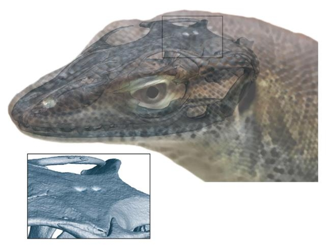 4개의 눈을 가졌을 것으로 추정되는 4900만년 전 고대 왕도마뱀 상상도.  젠켄베르크연구소