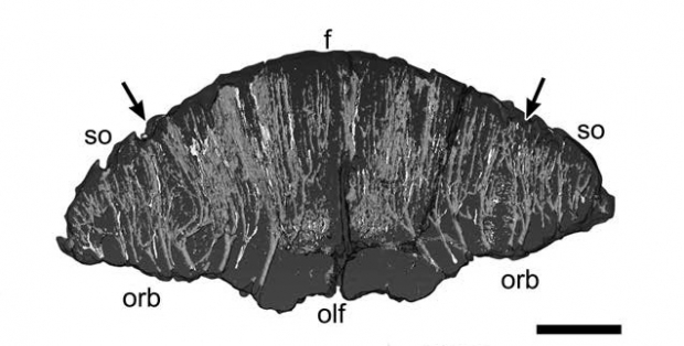 ae113a983fdf5.jpg