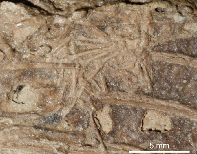  미크로랍토르 뱃속에서 발견된 포유류의 발. 국제학술지 ‘척추동물 고생물학 저널’ 제공