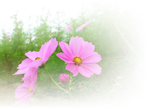 d71ecc351c0cf.png