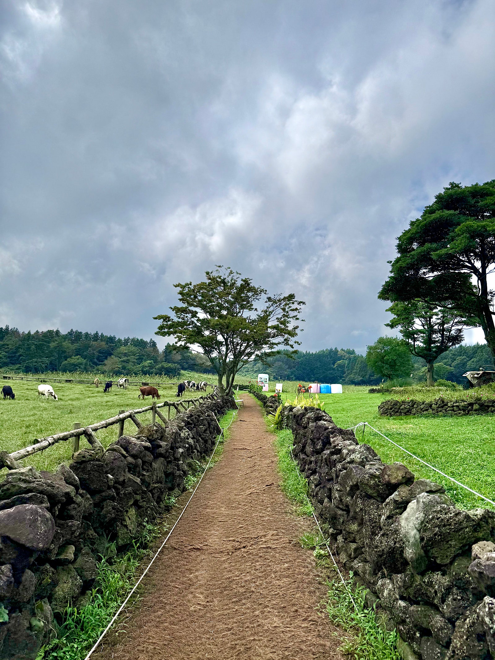 제주도 '아침미소목장' 방문 후기 — 웨딩 촬영 스팟으로도 강추! : 제주 웨딩 스냅 촬영과 함께한 제주 여행 정보 소개 (Jeju  Wedding Snap Jeju Travel Info Introduction), image size:1600x2133