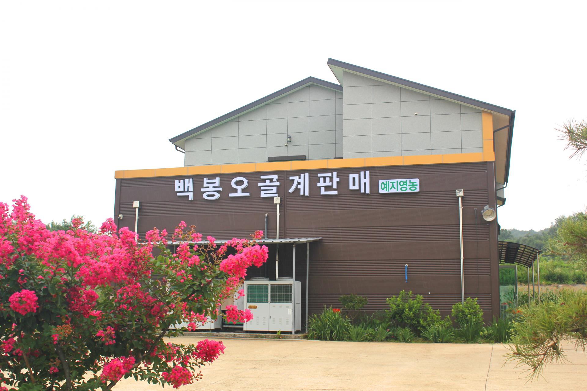 백봉오골계법인 이미지