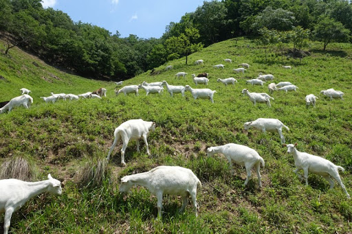 산양축산 이미지