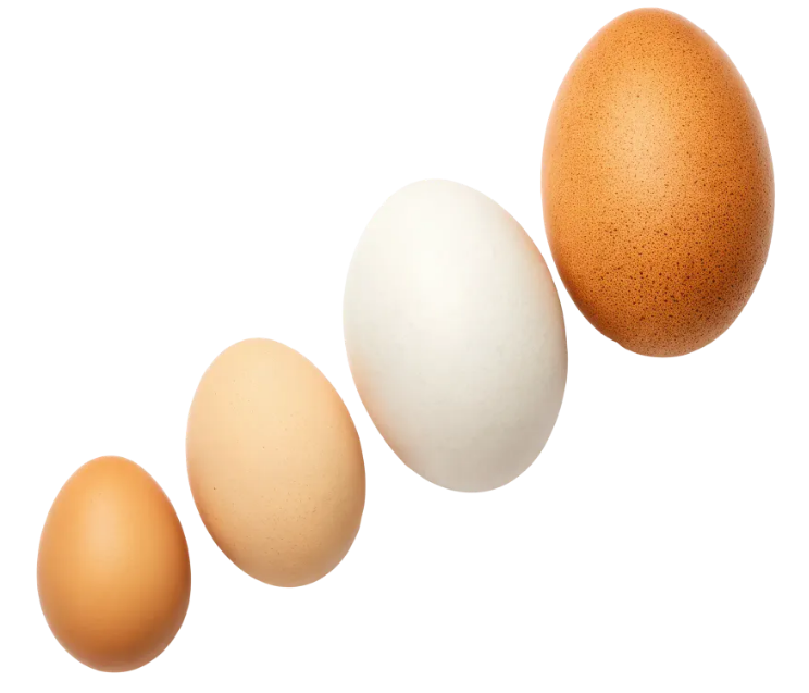 b52a584440c3f.png