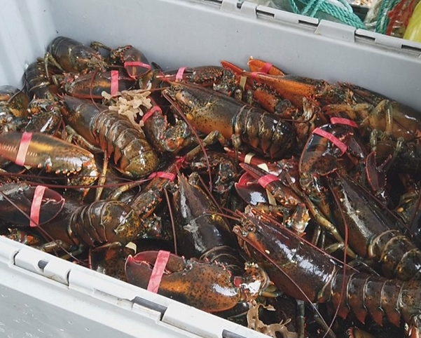 어디서든 고급레스토랑 처럼! - A급 자숙 랍스터 총 4마리 (2.4kg 내외, 자숙후 1.6kg 내외) : 태화농수산 홈페이지 어디서든 고급레스토랑 처럼! - A급 자숙 랍스터 총 4마리 (2.4Kg 내외, 자숙후 1.6Kg 내외) : 태화농수산 홈페이지