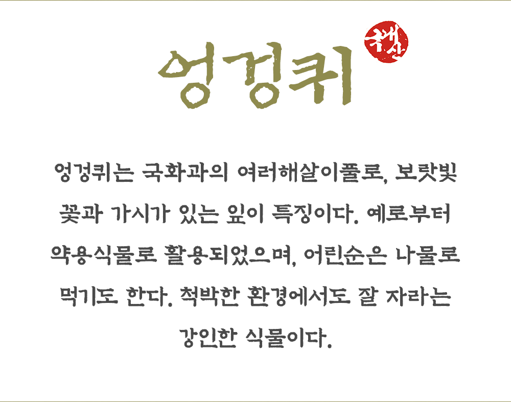 국산 엉겅퀴 전초 300g
