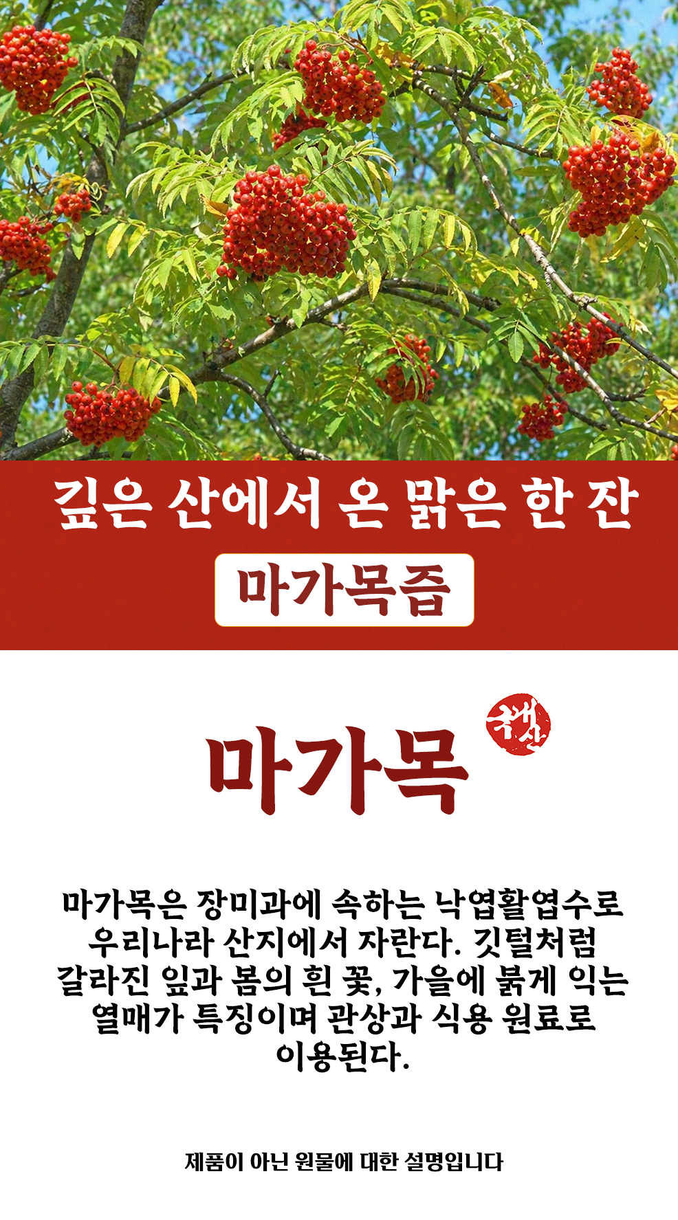 국산 마가목즙 100ml 60포