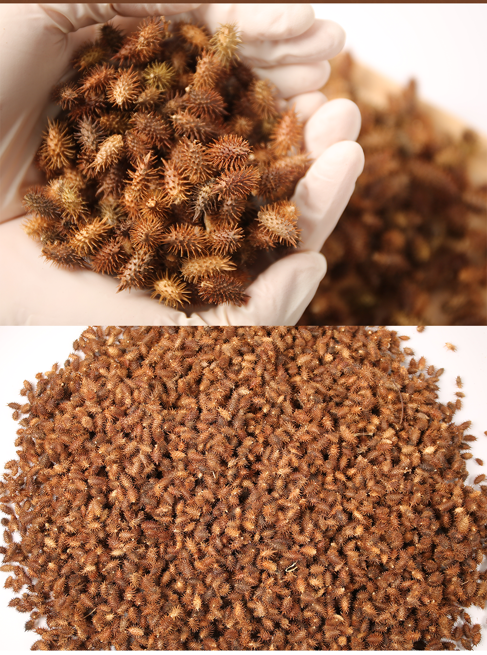 국산 도꼬마리 500g