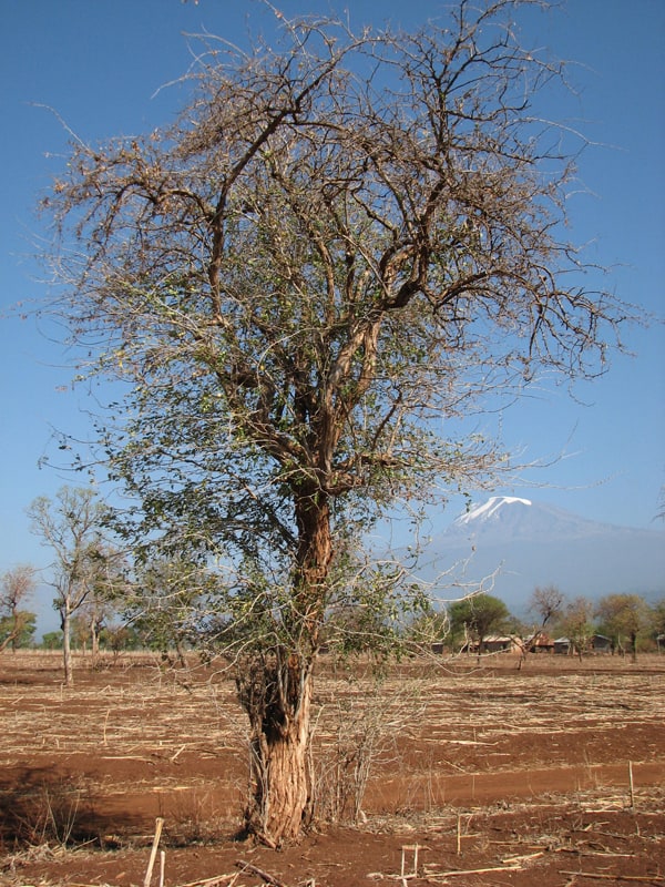 THE STORY OF MPINGO TREE HORANG NEWS