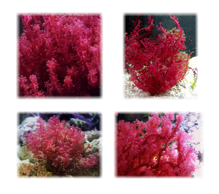 Botryocladia occidentalis (Red Grape Macroalgae)
