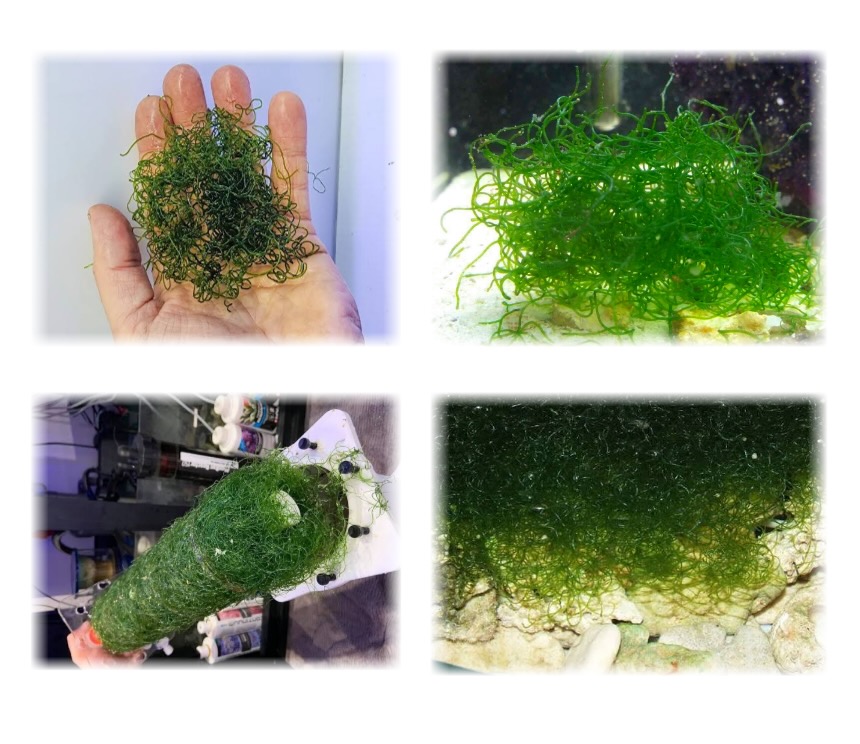 Chaetomorpha sp.