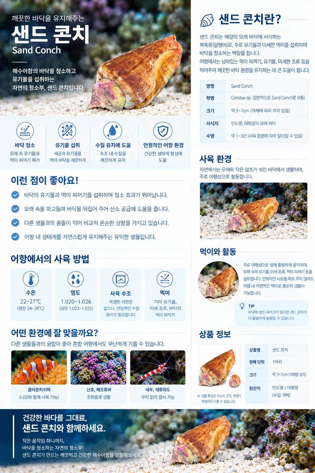 샌드 콘치