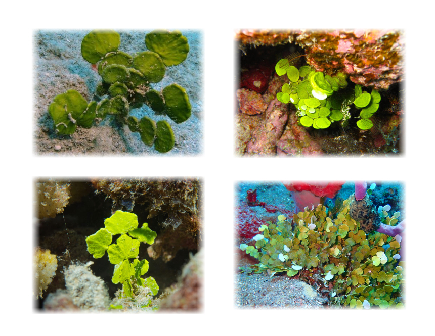 Halimeda discoidea (Coin Halimeda Macroalgae)