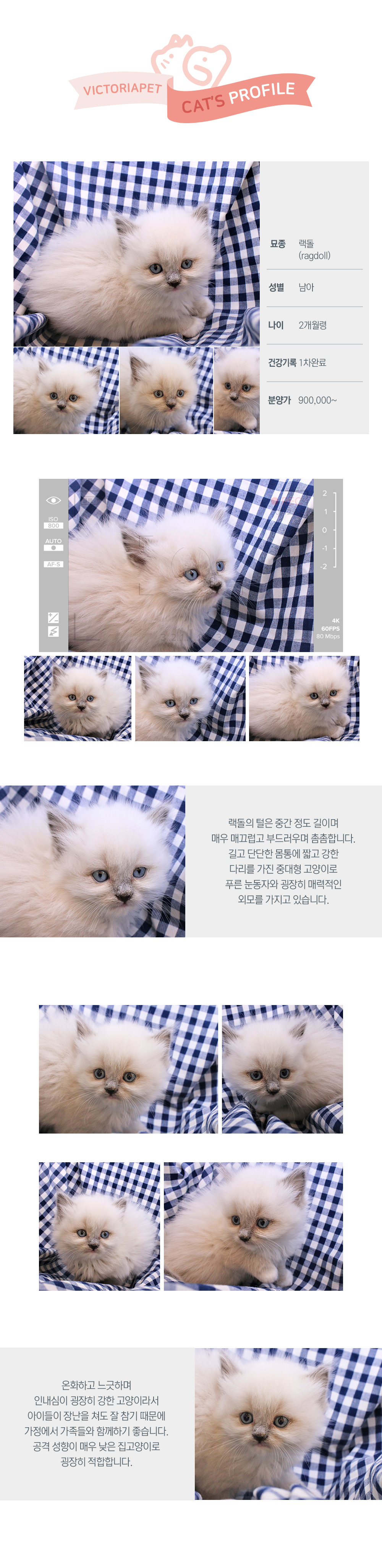 렉돌 허스키 부산포메라니안분양 비숑분양 대구강아지무료분양 말티푸성견 대구말티즈분양 믹스견 포매라니안 : 빅토리아펫 고양이분양 렉돌 허스키 부산포메라니안분양 비숑분양 대구강아지무료분양 말티푸성견 대구말티즈분양 믹스견 포매라니안 : 빅토리아펫 고양이분양