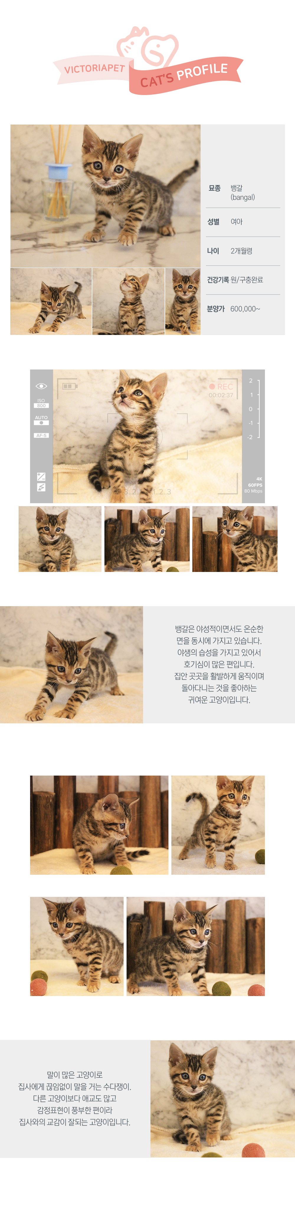 뱅갈 시츄무료분양 새끼고양이 강아지임시보호소 시츄분양가 시바 실버토이푸들 랙돌고양이 빠삐용강아지 : 빅토리아펫 고양이분양 뱅갈 시츄무료분양 새끼고양이 강아지임시보호소 시츄분양가 시바 실버토이푸들 랙돌고양이 빠삐용강아지 : 빅토리아펫 고양이분양