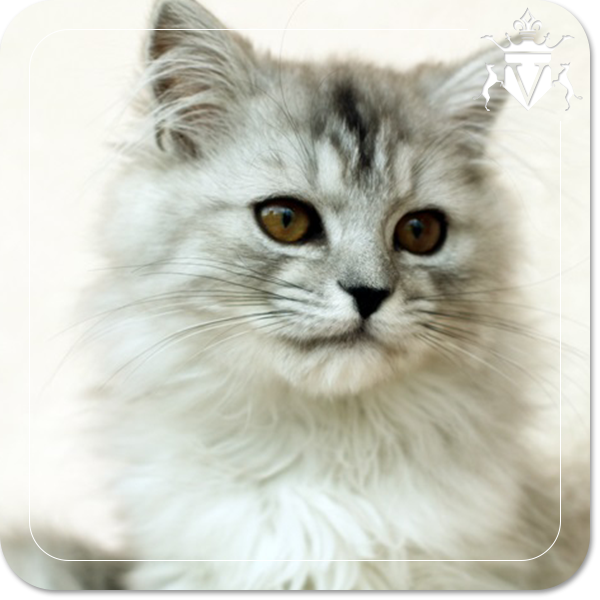 b6502339588d7.png