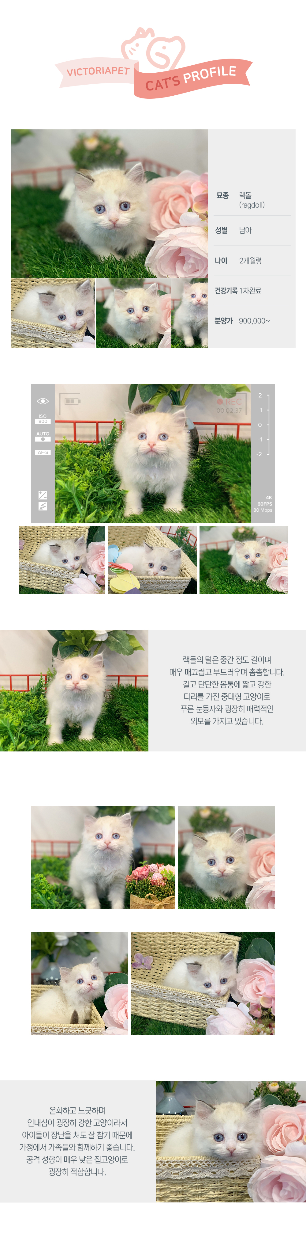 렉돌 골든리트리버분양 래브라도리트리버 골든리트리버무료분양 브리티쉬숏헤어 프렌치불독 리트리버 웰시코기무료분양 노르웨이숲고양이 : 빅토리아펫 고양이분양 렉돌 골든리트리버분양 래브라도리트리버 골든리트리버무료분양 브리티쉬숏헤어 프렌치불독 리트리버 웰시코기무료분양 노르웨이숲고양이 : 빅토리아펫 고양이분양
