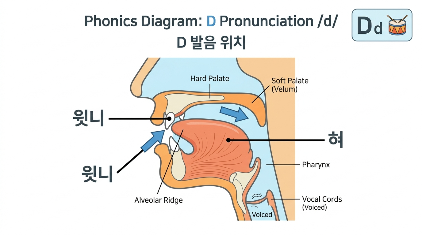 D 발음 시 혀의 위치와 입 모양을 한글 설명과 함께 보여주는 다이어그램