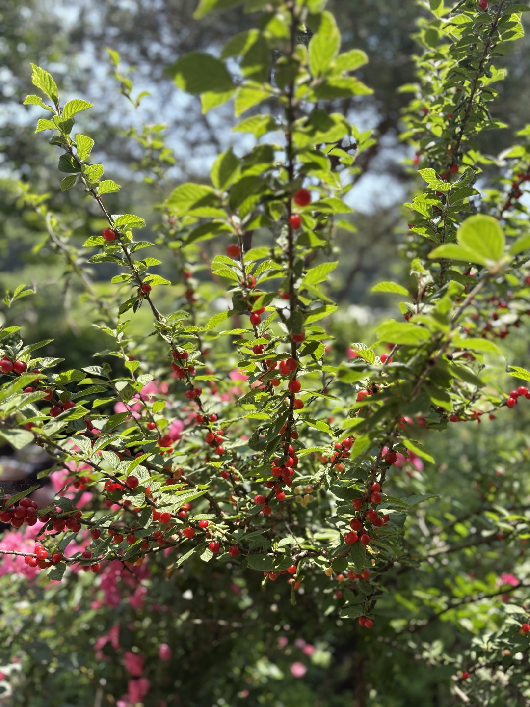 24588b011e16a.jpg