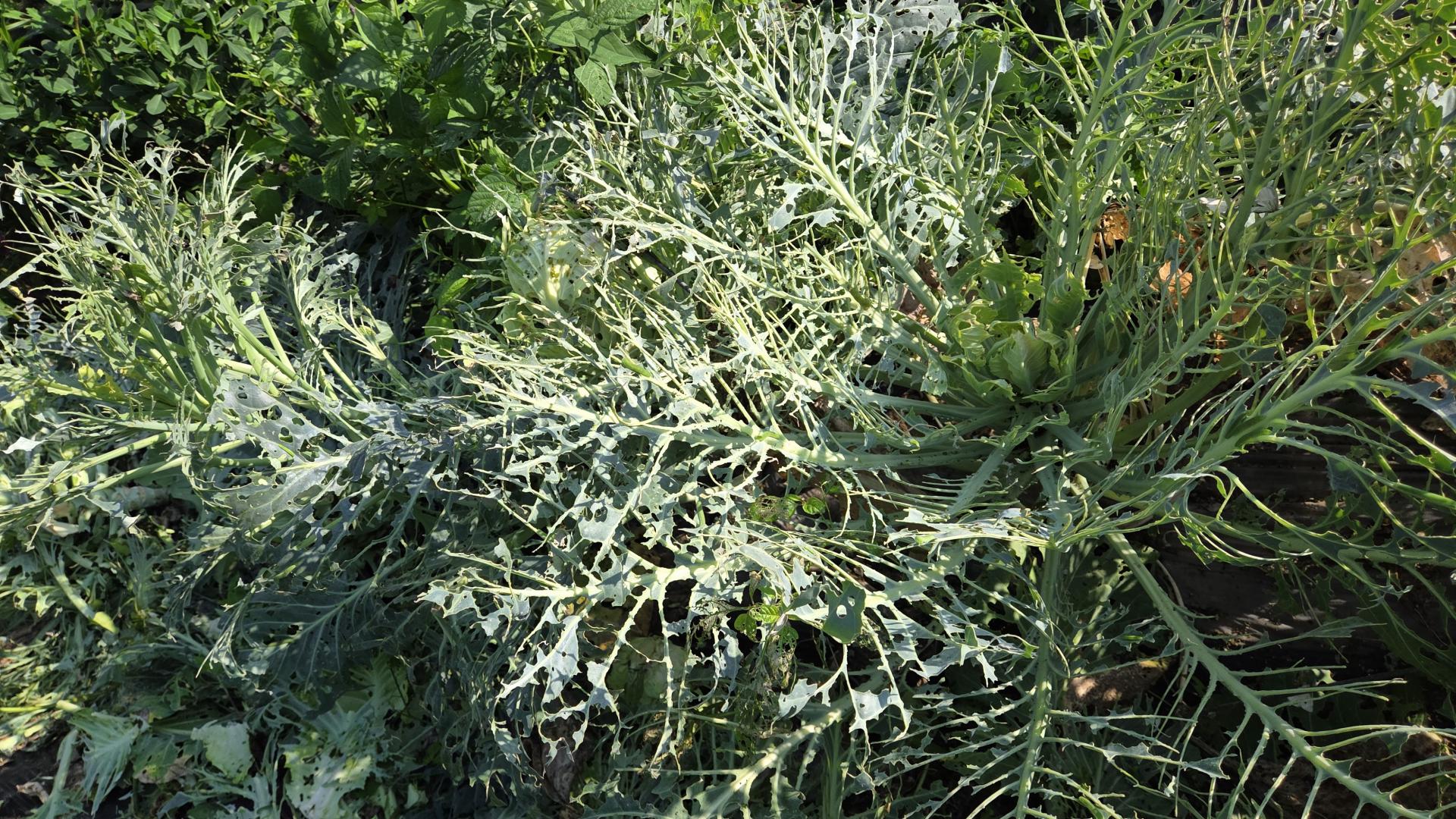 8c058548239c8.jpg