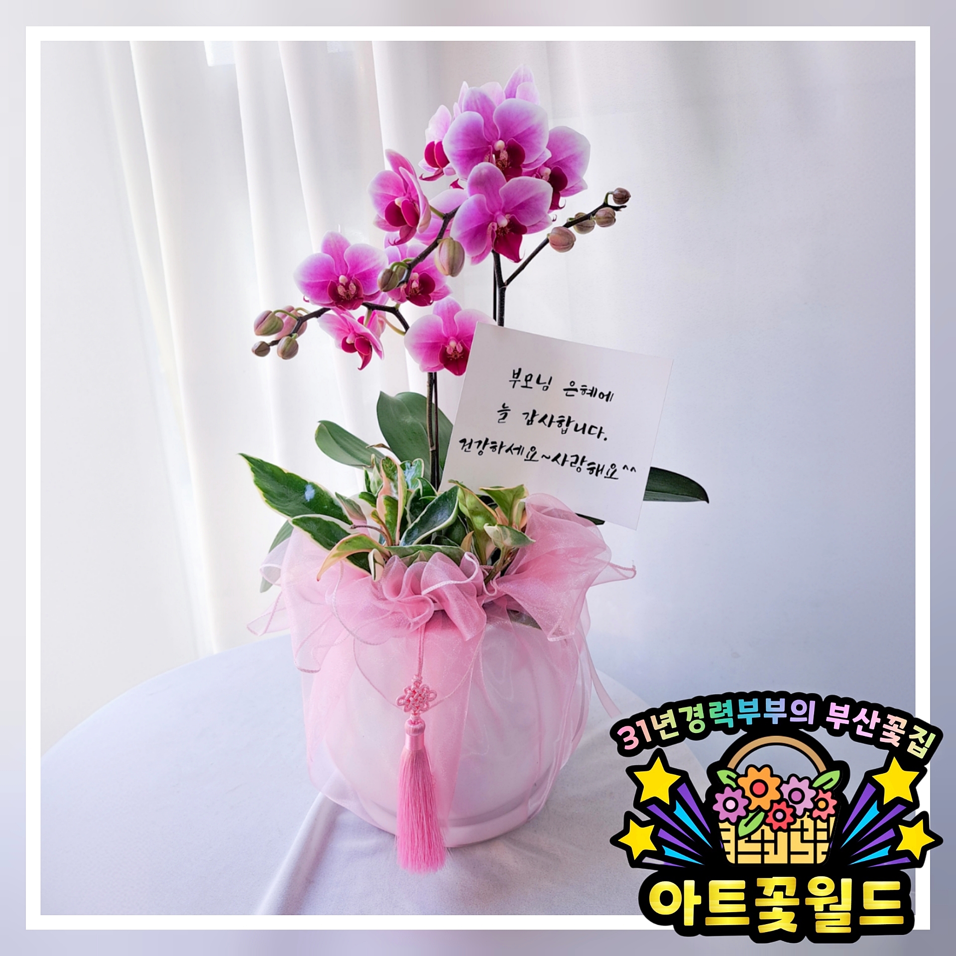 어버이날 호접란(5만~20만) 서양난 호접난 전국 난배달서비스 서양란배달 서양란주문 서양난배달 서양난주문 부산서양란 부산서양난 부산호접란 부산호접난 부산난배달 서양란종류 서양란가격 서양난종류 서양난가격 복제