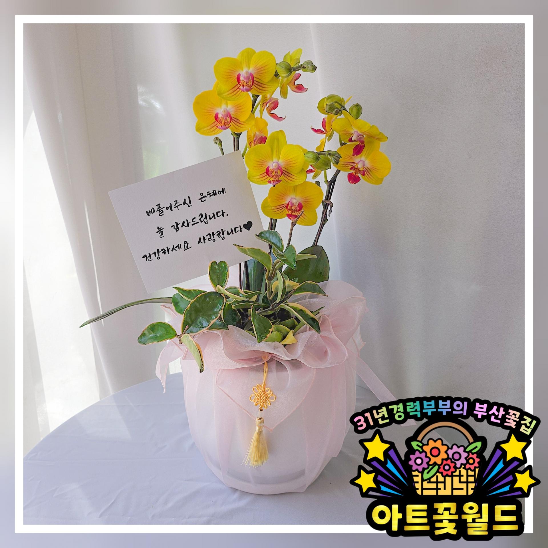 어버이날 호접란(5만~20만) 서양난 호접난 전국 난배달서비스 서양란배달 서양란주문 서양난배달 서양난주문 부산서양란 부산서양난 부산호접란 부산호접난 부산난배달 서양란종류 서양란가격 서양난종류 서양난가격 복제