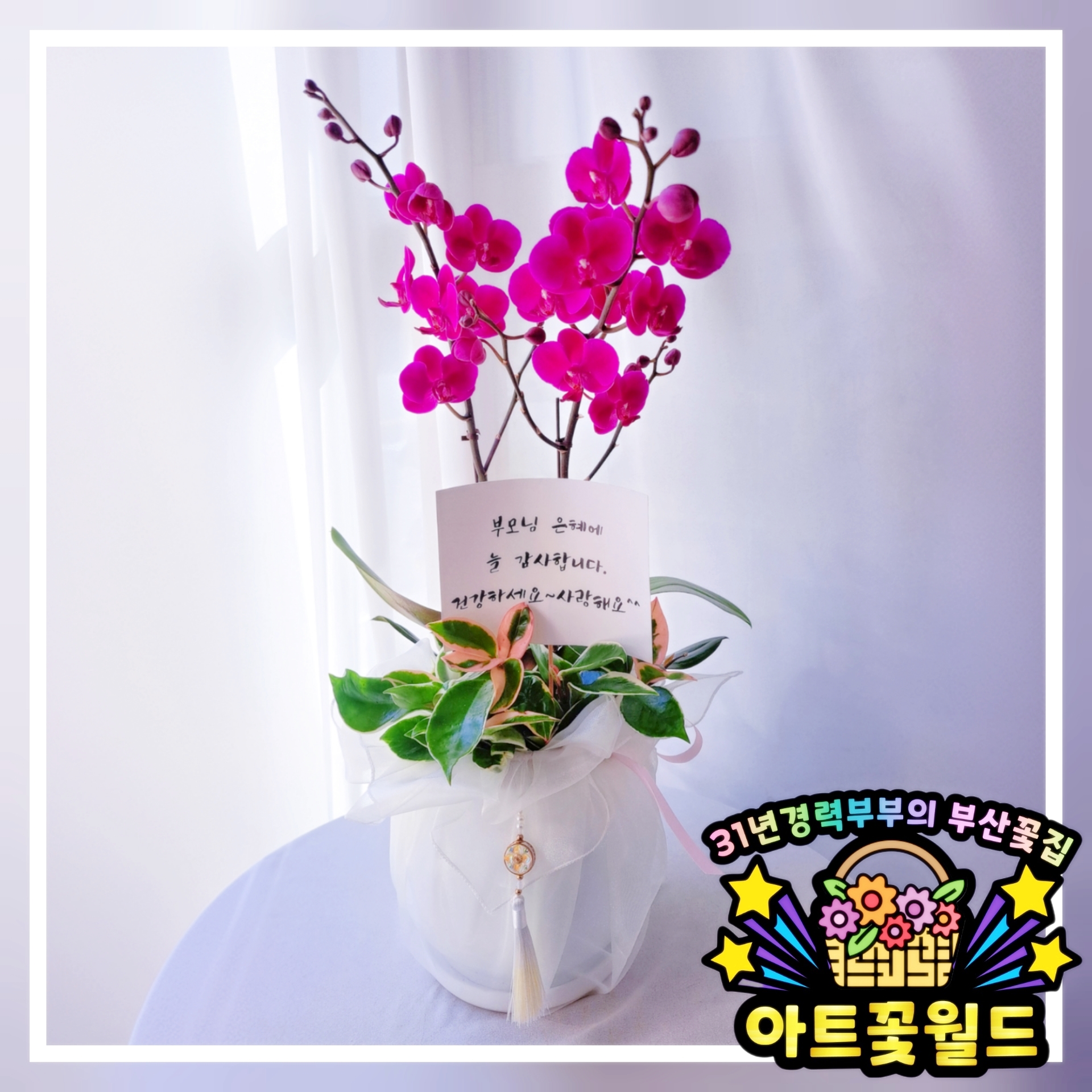 어버이날 호접란(5만~20만) 서양난 호접난 전국 난배달서비스 서양란배달 서양란주문 서양난배달 서양난주문 부산서양란 부산서양난 부산호접란 부산호접난 부산난배달 서양란종류 서양란가격 서양난종류 서양난가격 복제