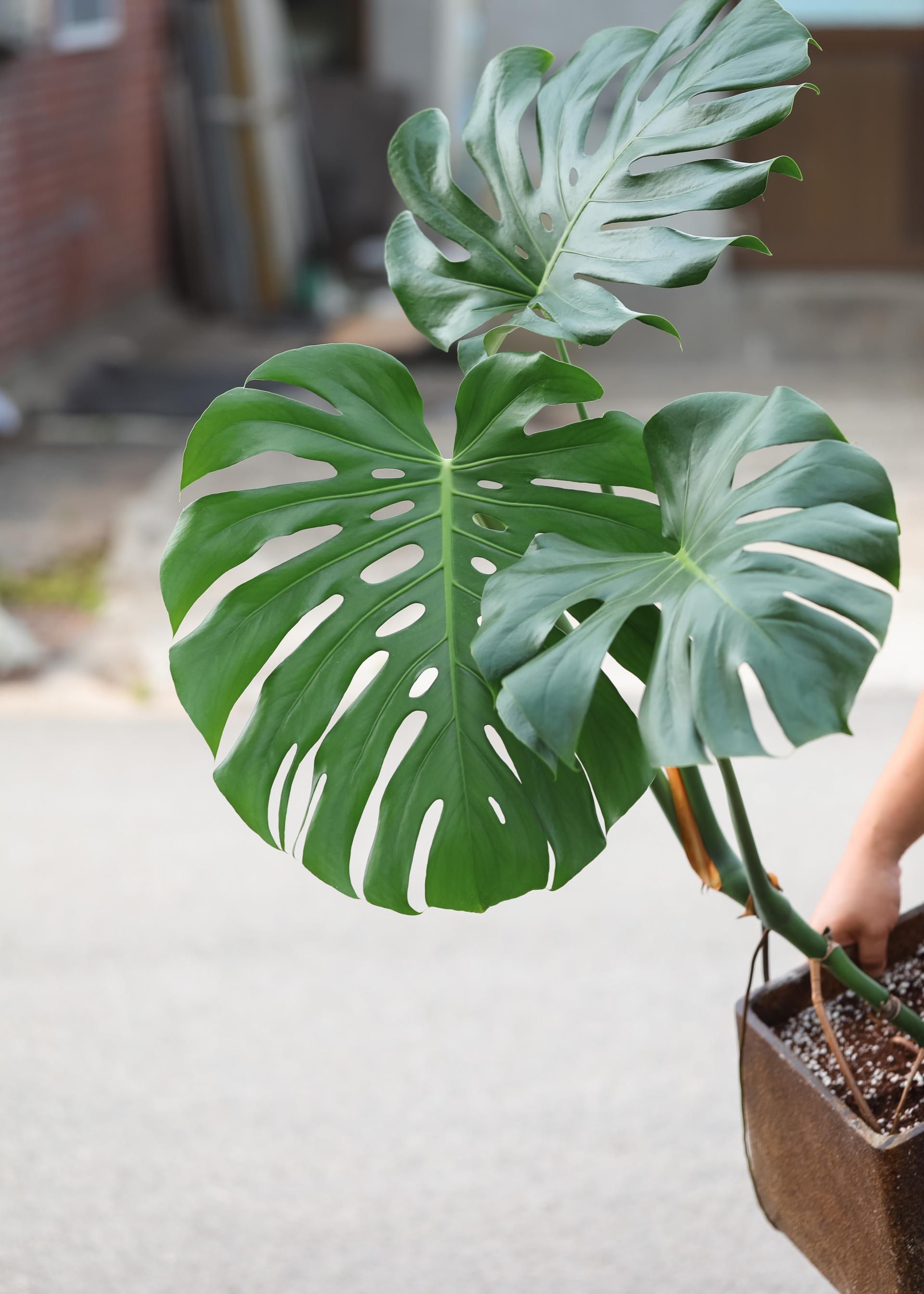 Monstera deliciosa + D&M cave rust pot 몬스테라 델리시오사 + 디앤엠 케이브 러스트팟